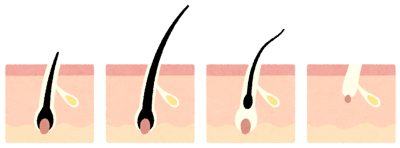 脱毛の期間や回数に深く関係している毛周期